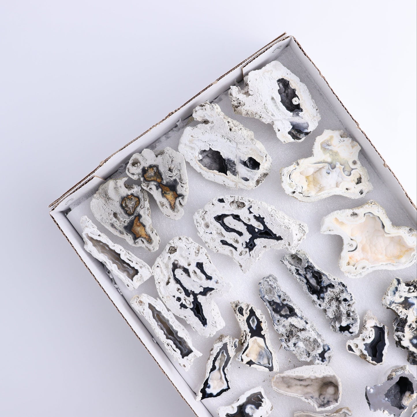 Agatized Coral Flat - Expert Wholesale and Supplier of Wholesale Crystals & Bulk Gemstones, ["Agate","Agatized Coral","Coral","United States"]