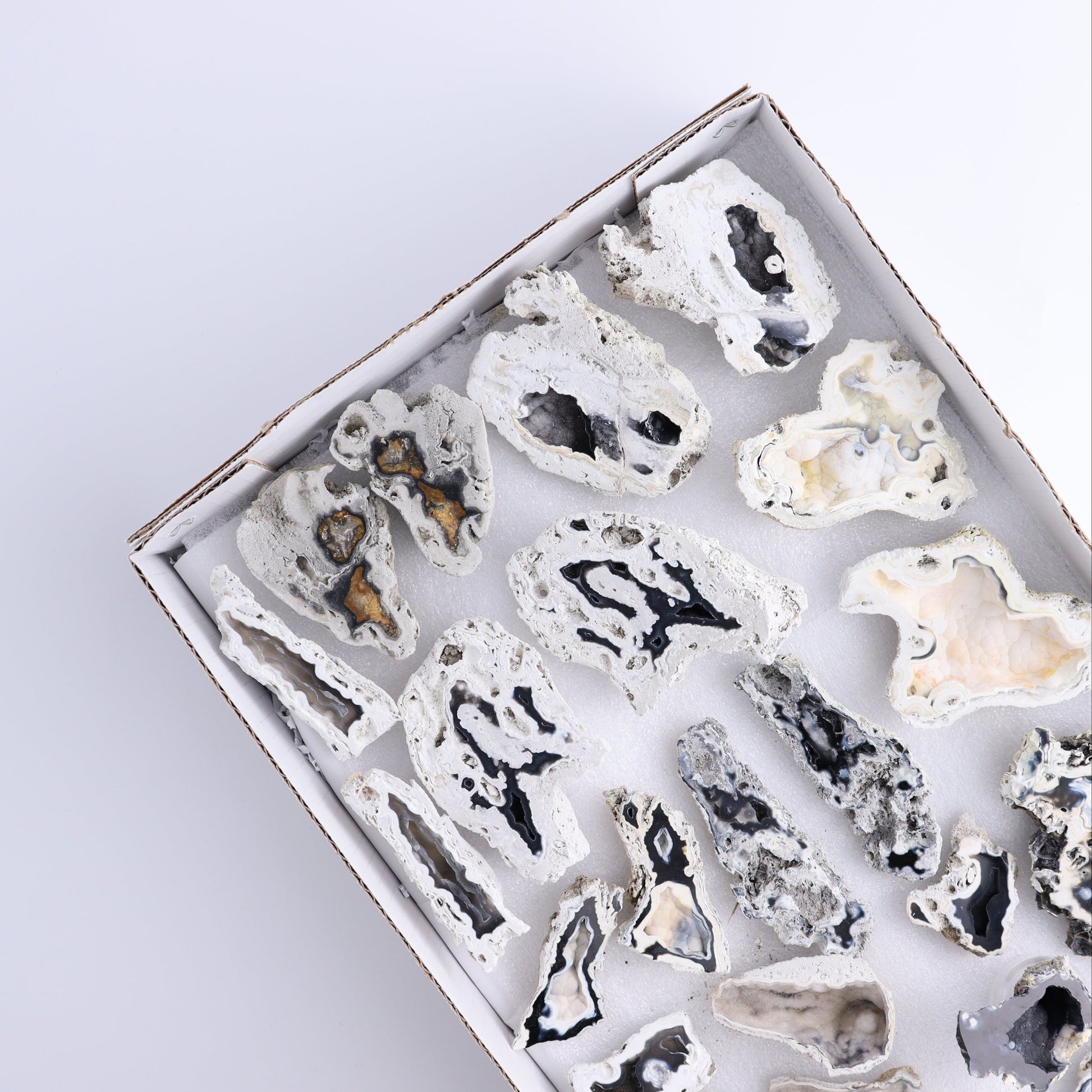 Agatized Coral Flat - Expert Wholesale and Supplier of Wholesale Crystals & Bulk Gemstones, ["Agate","Agatized Coral","Coral","United States"]