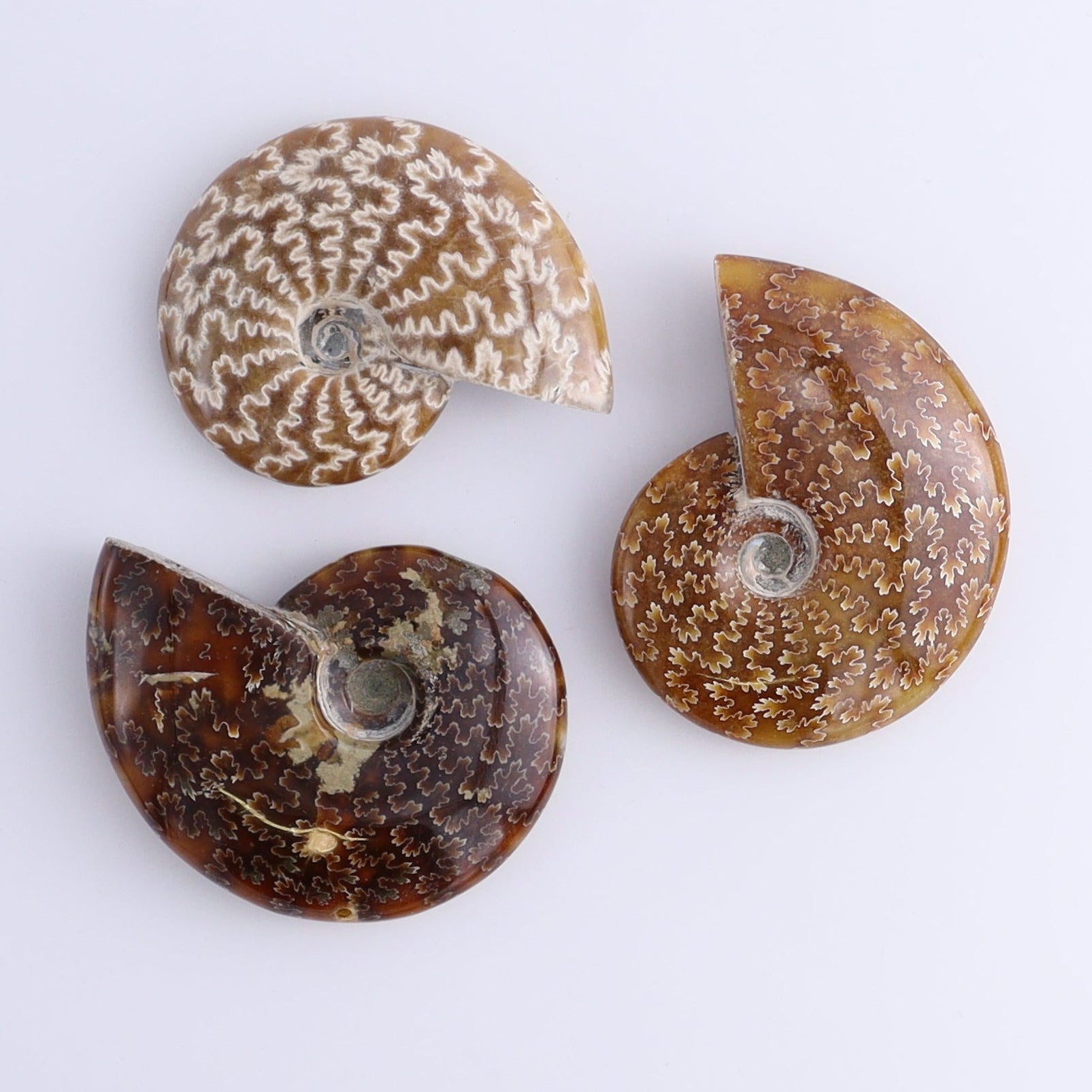 Ammonite Shells Set of 9 - Expert Wholesale and Supplier of Wholesale Crystals & Bulk Gemstones, ["Ammonite","shells"]