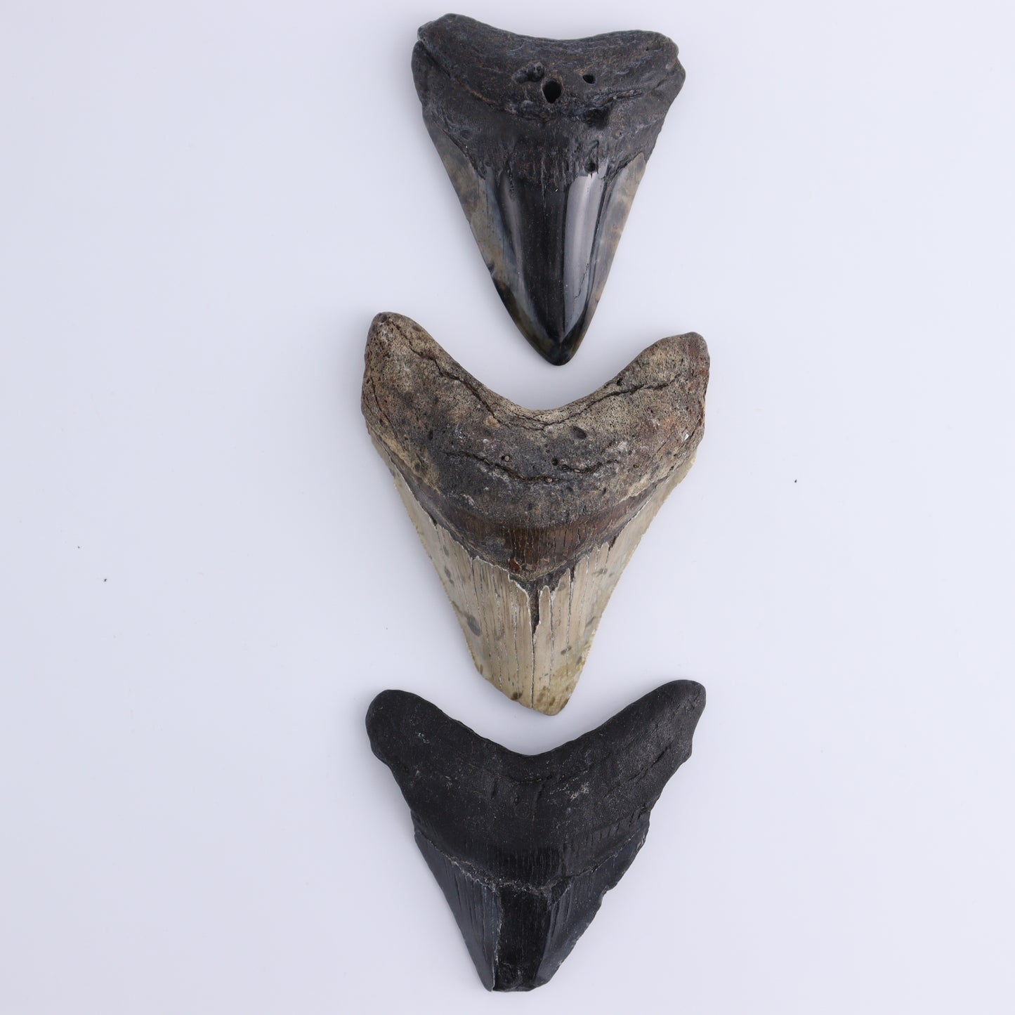 Megalodon Teeth Set of 6 - Expert Wholesale and Supplier of Wholesale Crystals & Bulk Gemstones, ["Megalodon Teeth","United States"]