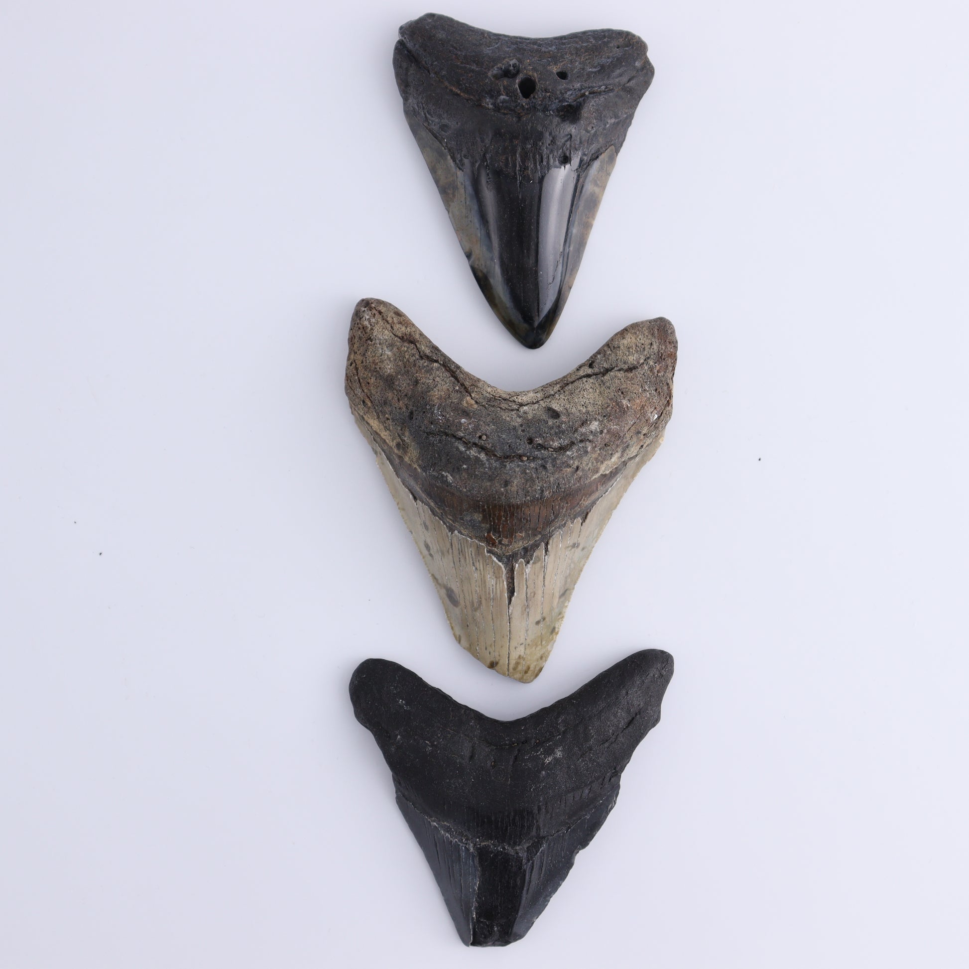 Megalodon Teeth Set of 6 - Expert Wholesale and Supplier of Wholesale Crystals & Bulk Gemstones, ["Megalodon Teeth","United States"]
