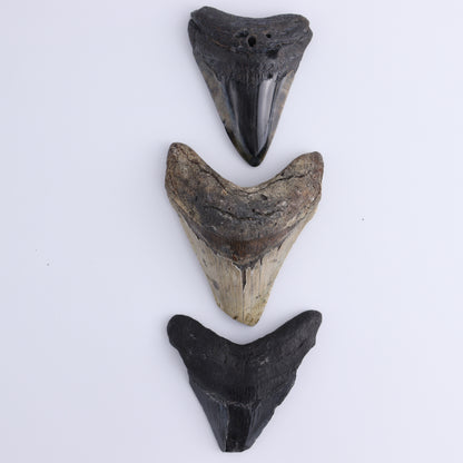 Megalodon Teeth Set of 6 - Expert Wholesale and Supplier of Wholesale Crystals & Bulk Gemstones, ["Megalodon Teeth","United States"]