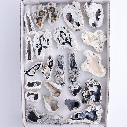 Agatized Coral Flat - Expert Wholesale and Supplier of Wholesale Crystals & Bulk Gemstones, ["Agate","Agatized Coral","Coral","United States"]