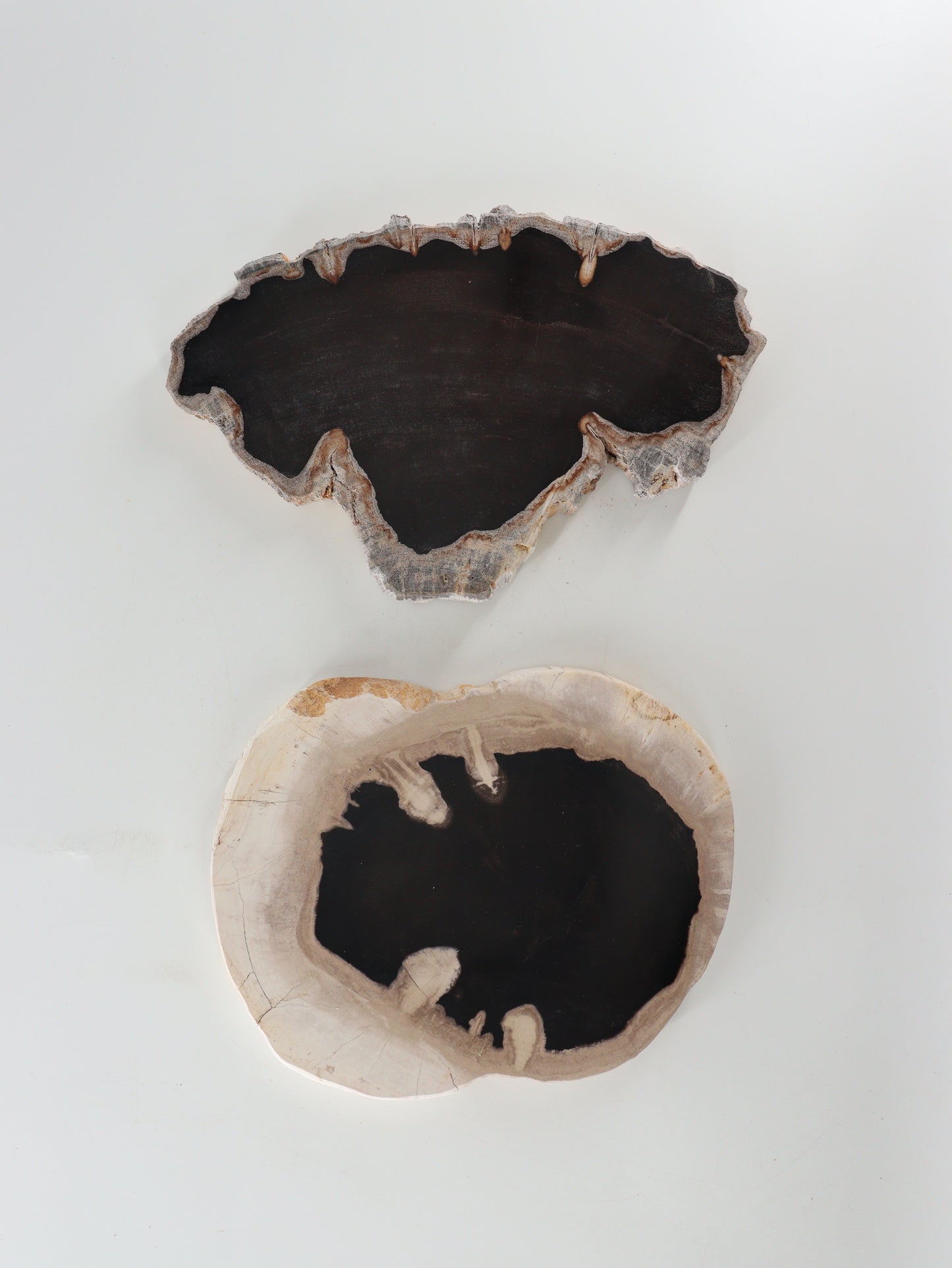 Petrified Wood Slices and Slabs Set of 2