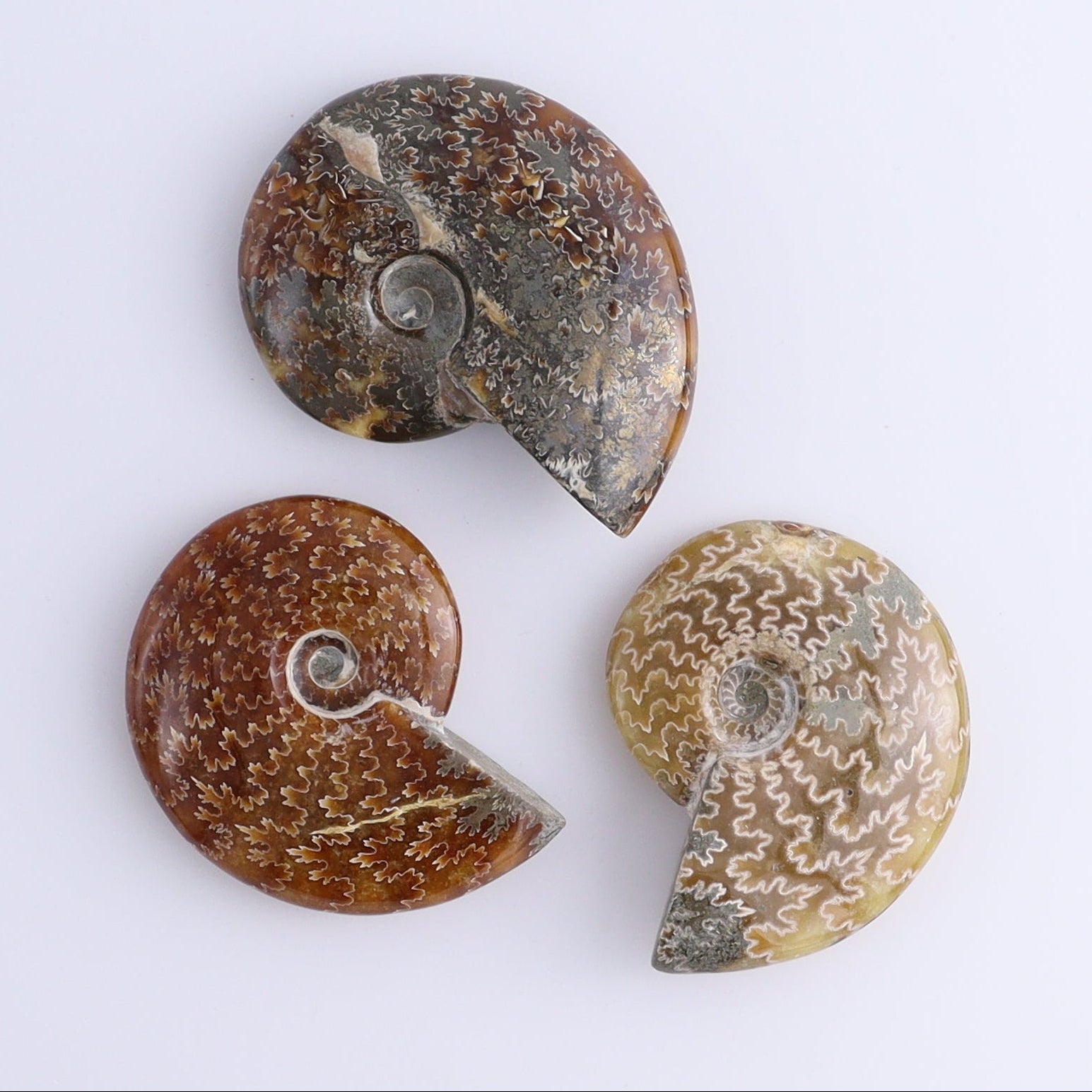 Ammonite Shells Set of 9 - Expert Wholesale and Supplier of Wholesale Crystals & Bulk Gemstones, ["Ammonite","shells"]