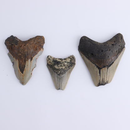 Megalodon Teeth Set of 6 - Expert Wholesale and Supplier of Wholesale Crystals & Bulk Gemstones, ["Megalodon Teeth","United States"]