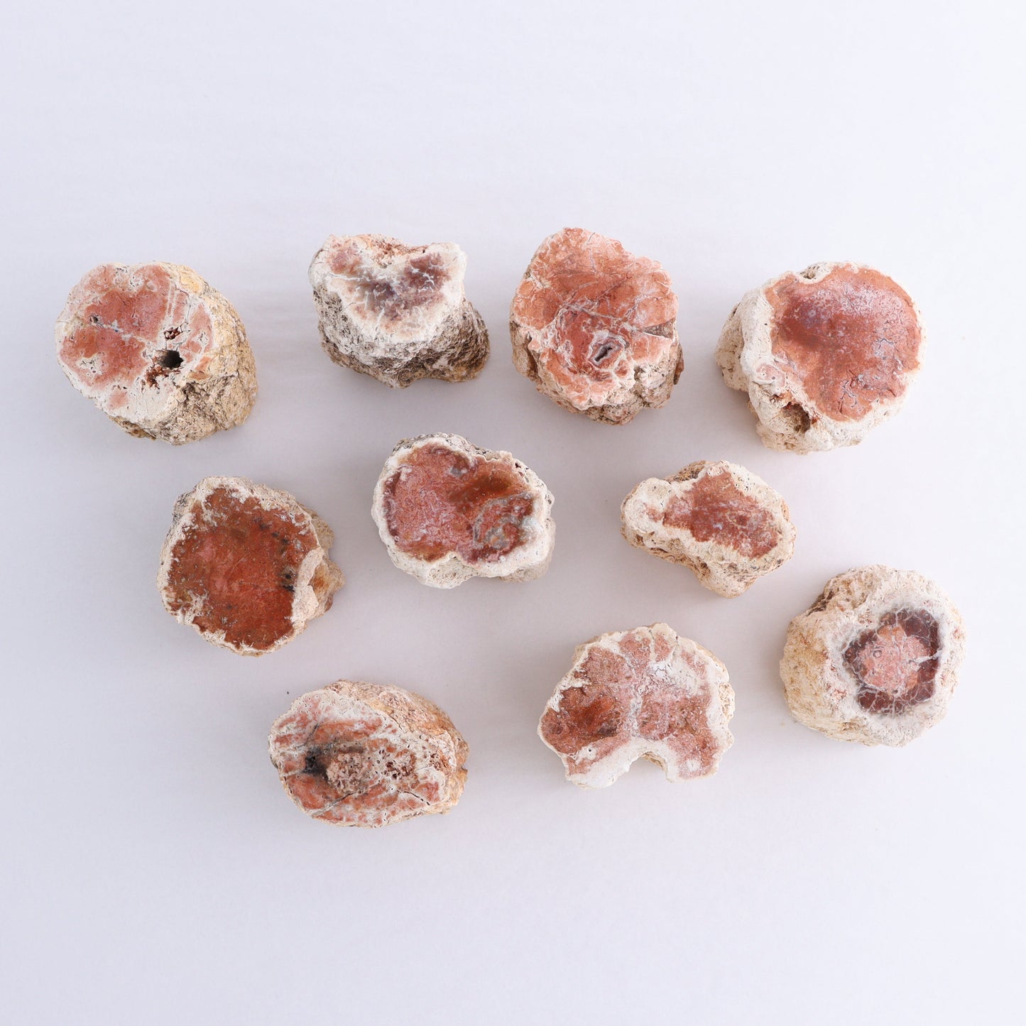 Petrified Wood Cut Bases Set of 10 - Expert Wholesale and Supplier of Wholesale Crystals & Bulk Gemstones, ["Cut Base","Petrified Wood"]