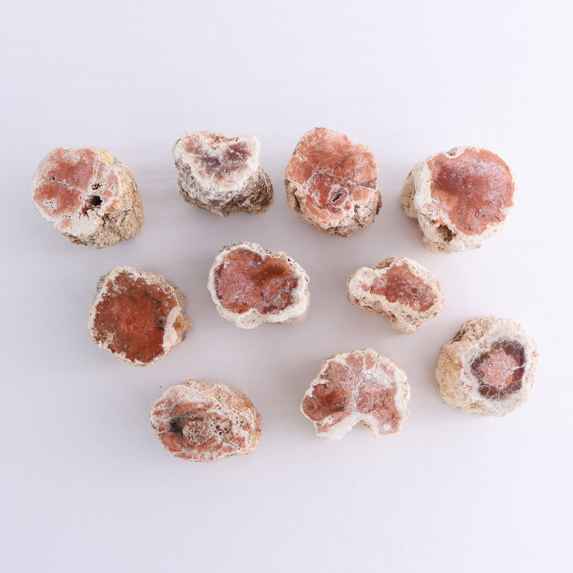 Petrified Wood Cut Bases Set of 10 - Expert Wholesale and Supplier of Wholesale Crystals & Bulk Gemstones, ["Cut Base","Petrified Wood"]