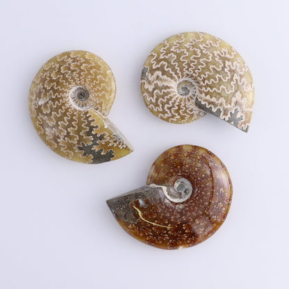 Ammonite Shells Set of 9 - Expert Wholesale and Supplier of Wholesale Crystals & Bulk Gemstones, ["Ammonite","shells"]