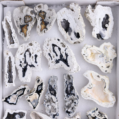 Agatized Coral Flat - Expert Wholesale and Supplier of Wholesale Crystals & Bulk Gemstones, ["Agate","Agatized Coral","Coral","United States"]