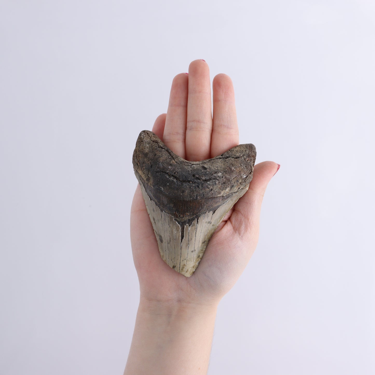 Megalodon Teeth Set of 6 - Expert Wholesale and Supplier of Wholesale Crystals & Bulk Gemstones, ["Megalodon Teeth","United States"]