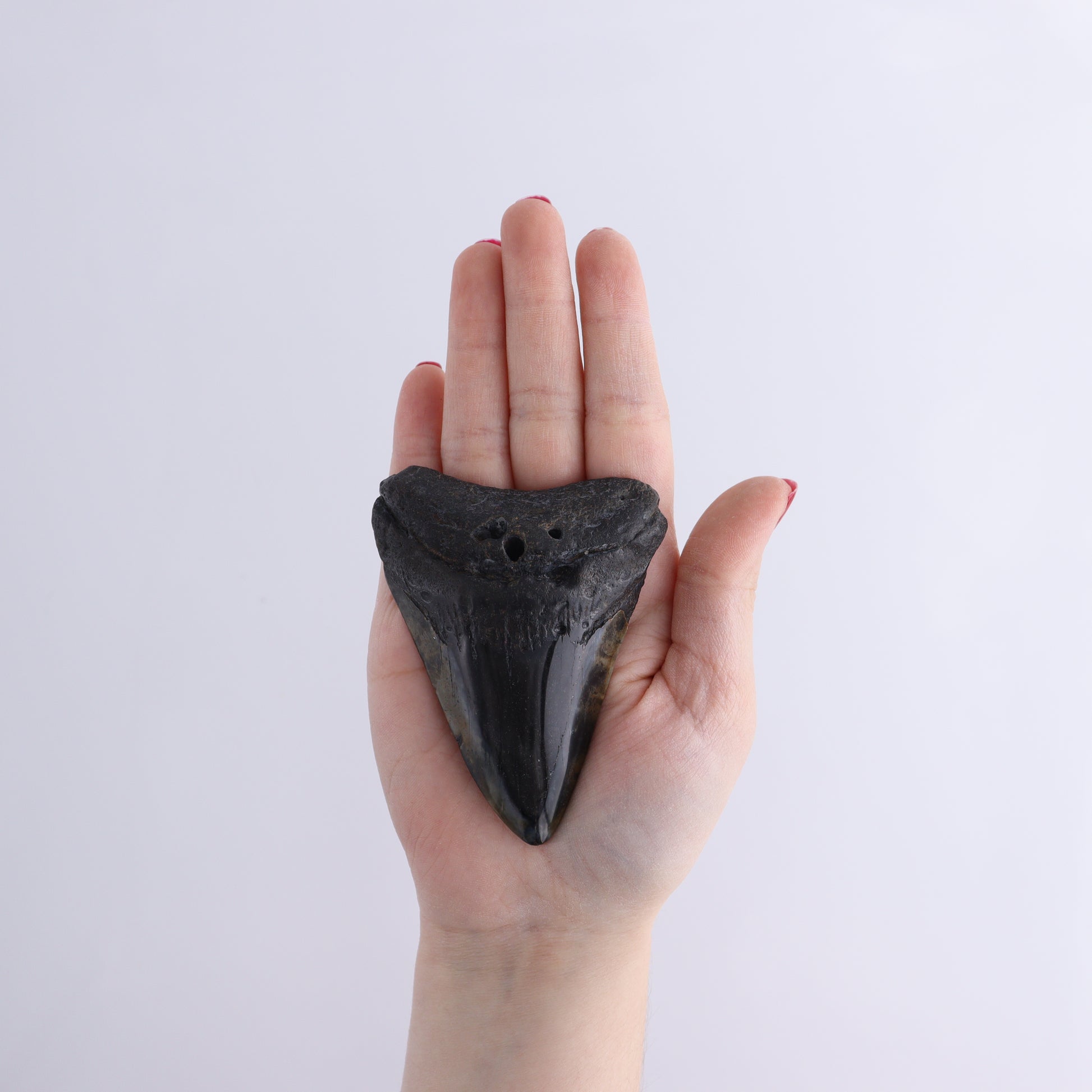 Megalodon Teeth Set of 6 - Expert Wholesale and Supplier of Wholesale Crystals & Bulk Gemstones, ["Megalodon Teeth","United States"]
