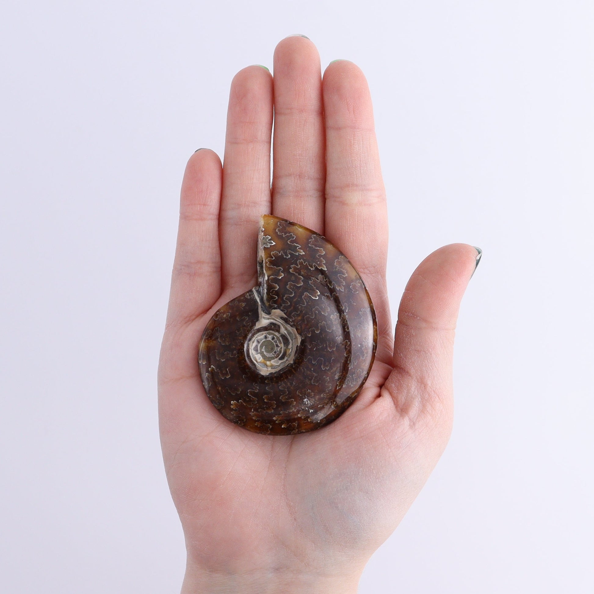 Ammonite Shells Set of 13 - Expert Wholesale and Supplier of Wholesale Crystals & Bulk Gemstones, ["Ammonite","shells"]