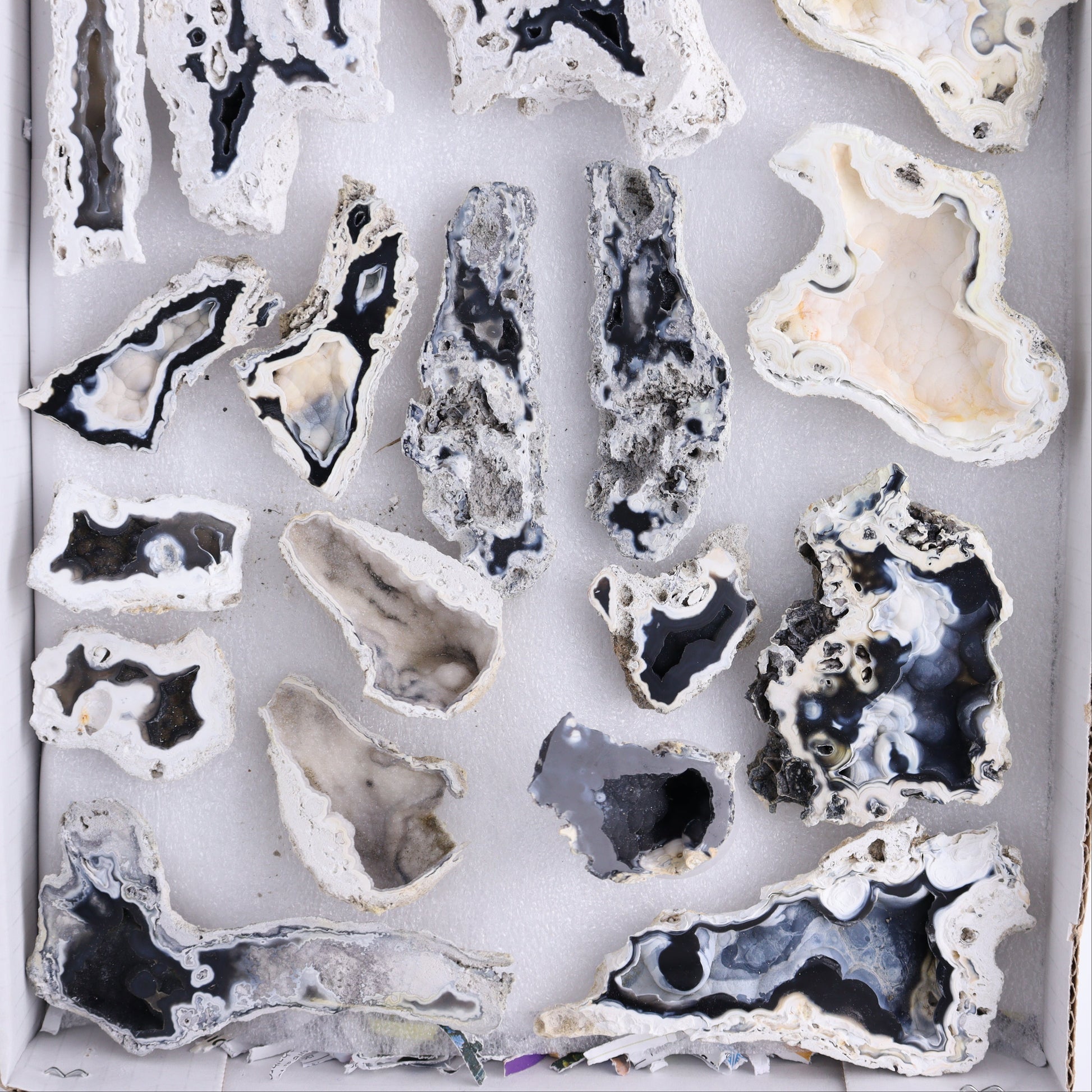 Agatized Coral Flat - Expert Wholesale and Supplier of Wholesale Crystals & Bulk Gemstones, ["Agate","Agatized Coral","Coral","United States"]