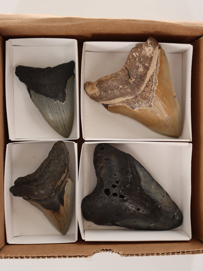 Megalodon Teeth Set of 4