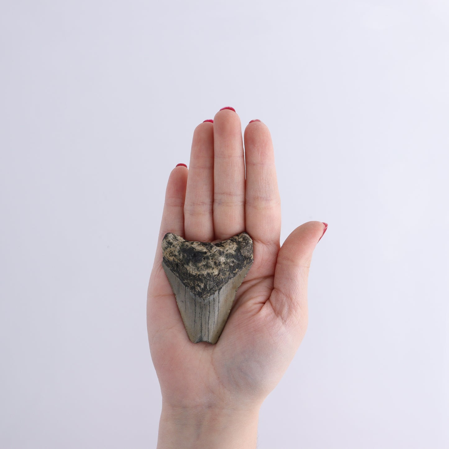 Megalodon Teeth Set of 6 - Expert Wholesale and Supplier of Wholesale Crystals & Bulk Gemstones, ["Megalodon Teeth","United States"]