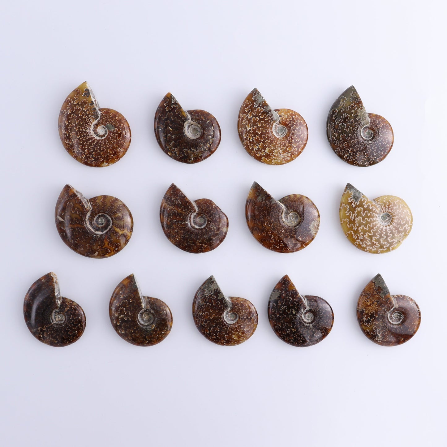 Ammonite Shells Set of 13 - Expert Wholesale and Supplier of Wholesale Crystals & Bulk Gemstones, ["Ammonite","shells"]