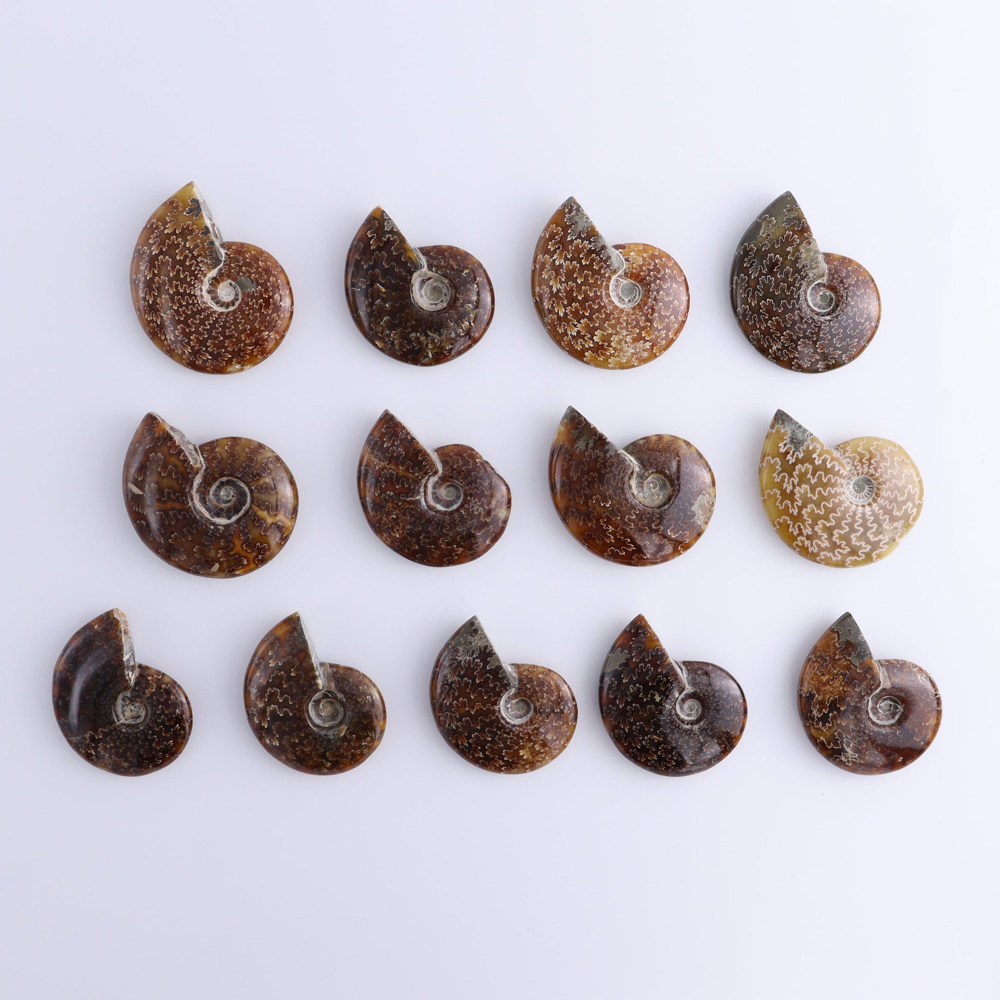 Ammonite Shells Set of 13 - Expert Wholesale and Supplier of Wholesale Crystals & Bulk Gemstones, ["Ammonite","shells"]
