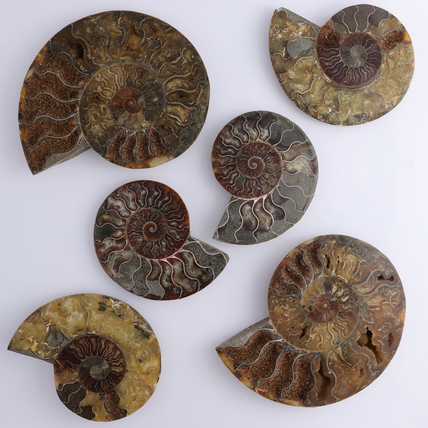 Ammonite Shells Set of 6 - Expert Wholesale and Supplier of Wholesale Crystals & Bulk Gemstones, ["Ammonite","shells"]