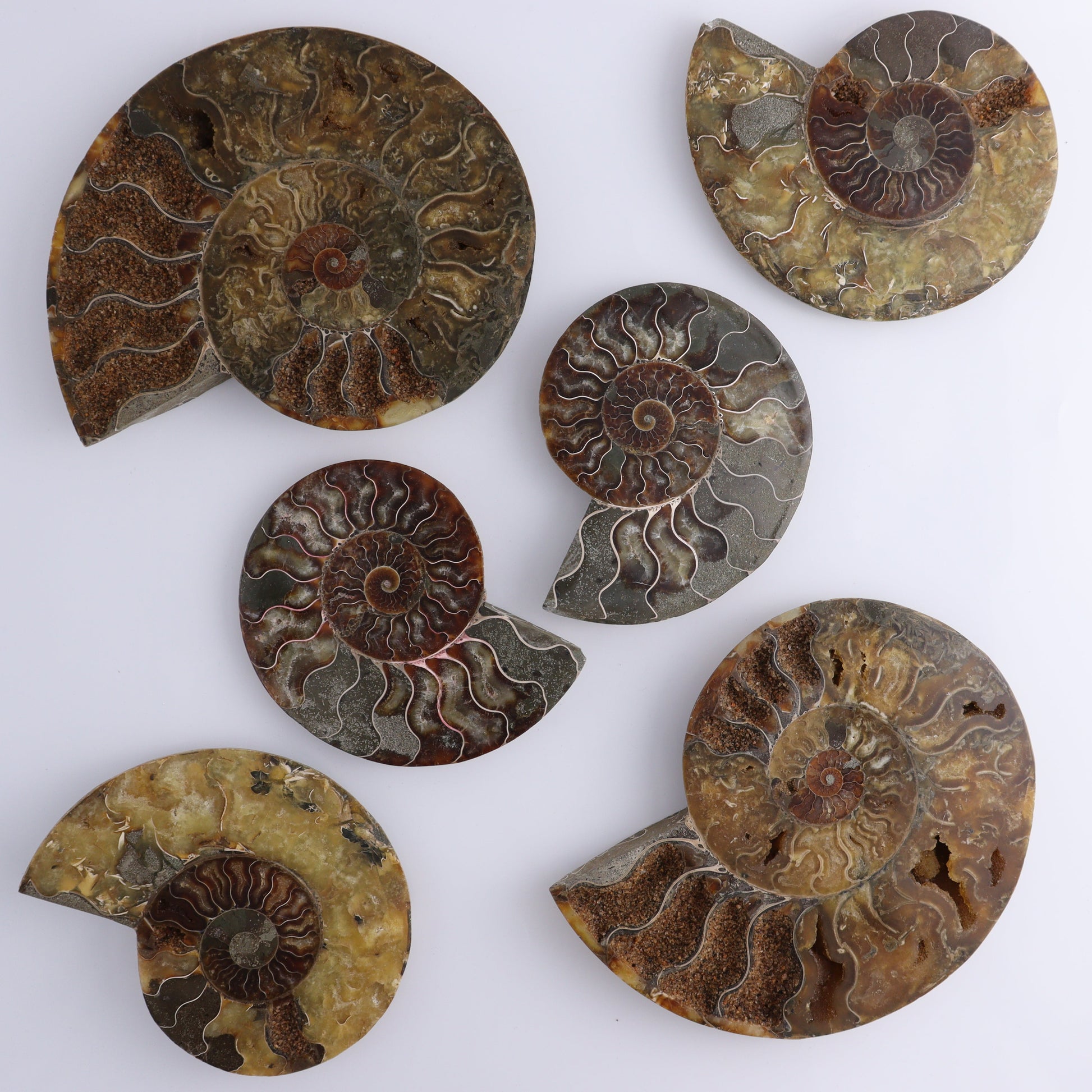 Ammonite Shells Set of 6 - Expert Wholesale and Supplier of Wholesale Crystals & Bulk Gemstones, ["Ammonite","shells"]