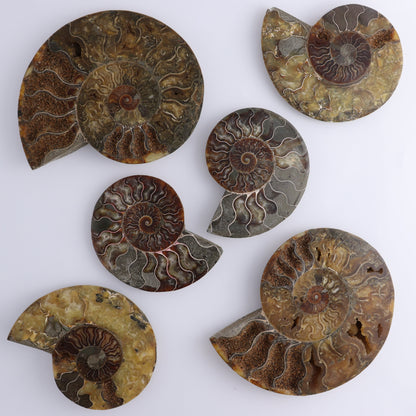 Ammonite Shells Set of 6 - Expert Wholesale and Supplier of Wholesale Crystals & Bulk Gemstones, ["Ammonite","shells"]