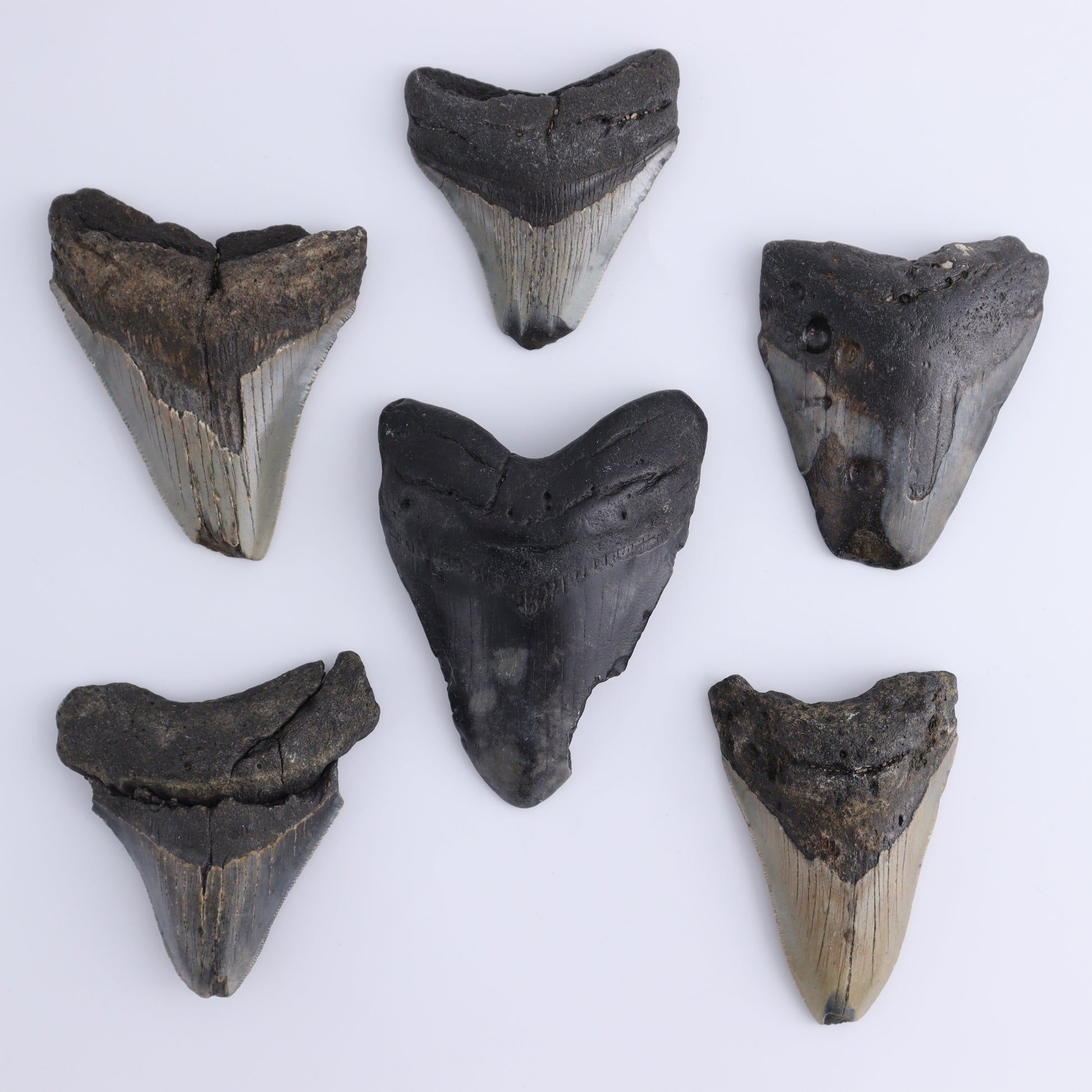 Megalodon Teeth Set of 6 - Expert Wholesale and Supplier of Wholesale Crystals & Bulk Gemstones, ["Megalodon Teeth","United States"]