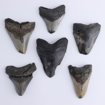 Megalodon Teeth Set of 6 - Expert Wholesale and Supplier of Wholesale Crystals & Bulk Gemstones, ["Megalodon Teeth","United States"]
