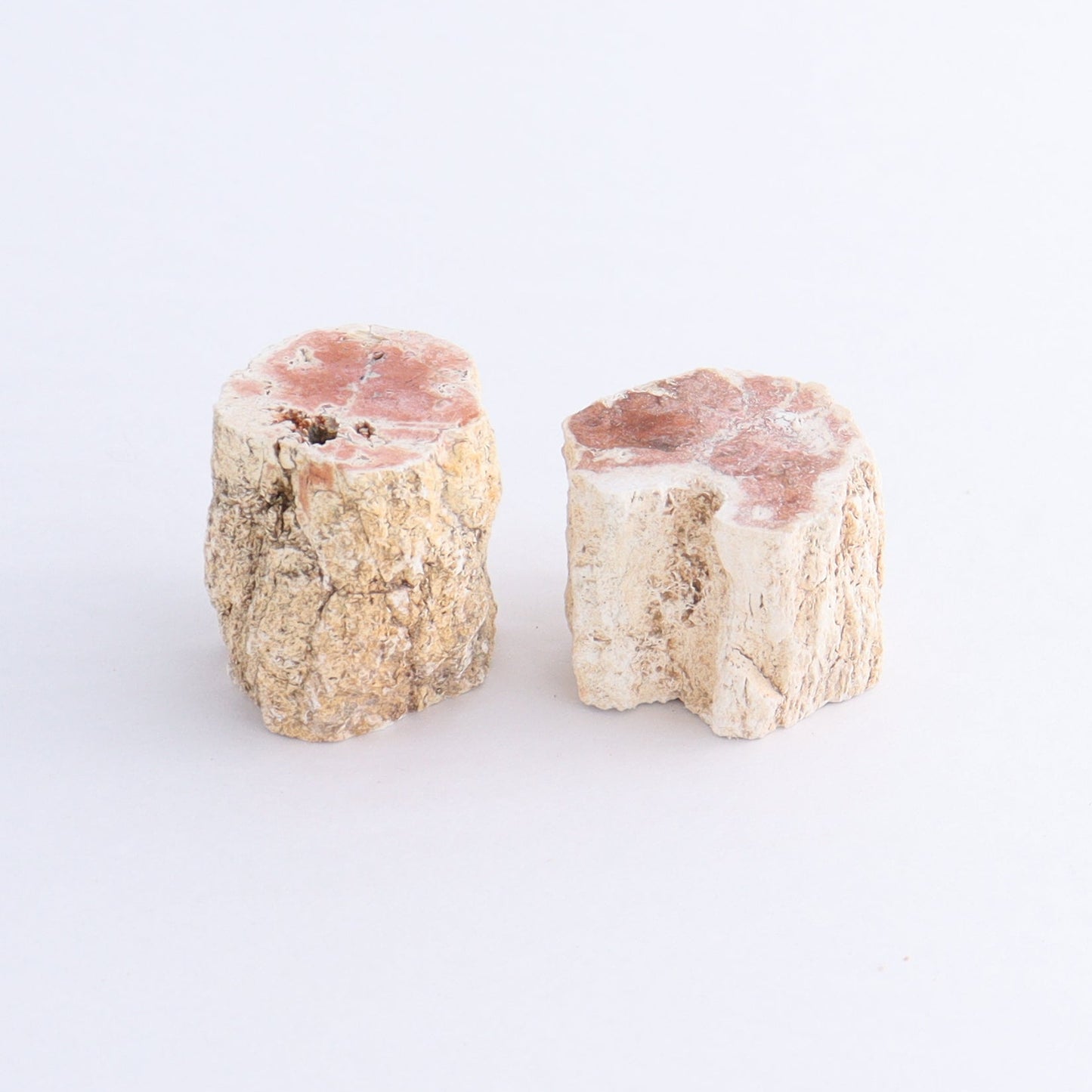 Petrified Wood Cut Bases Set of 10 - Expert Wholesale and Supplier of Wholesale Crystals & Bulk Gemstones, ["Cut Base","Petrified Wood"]