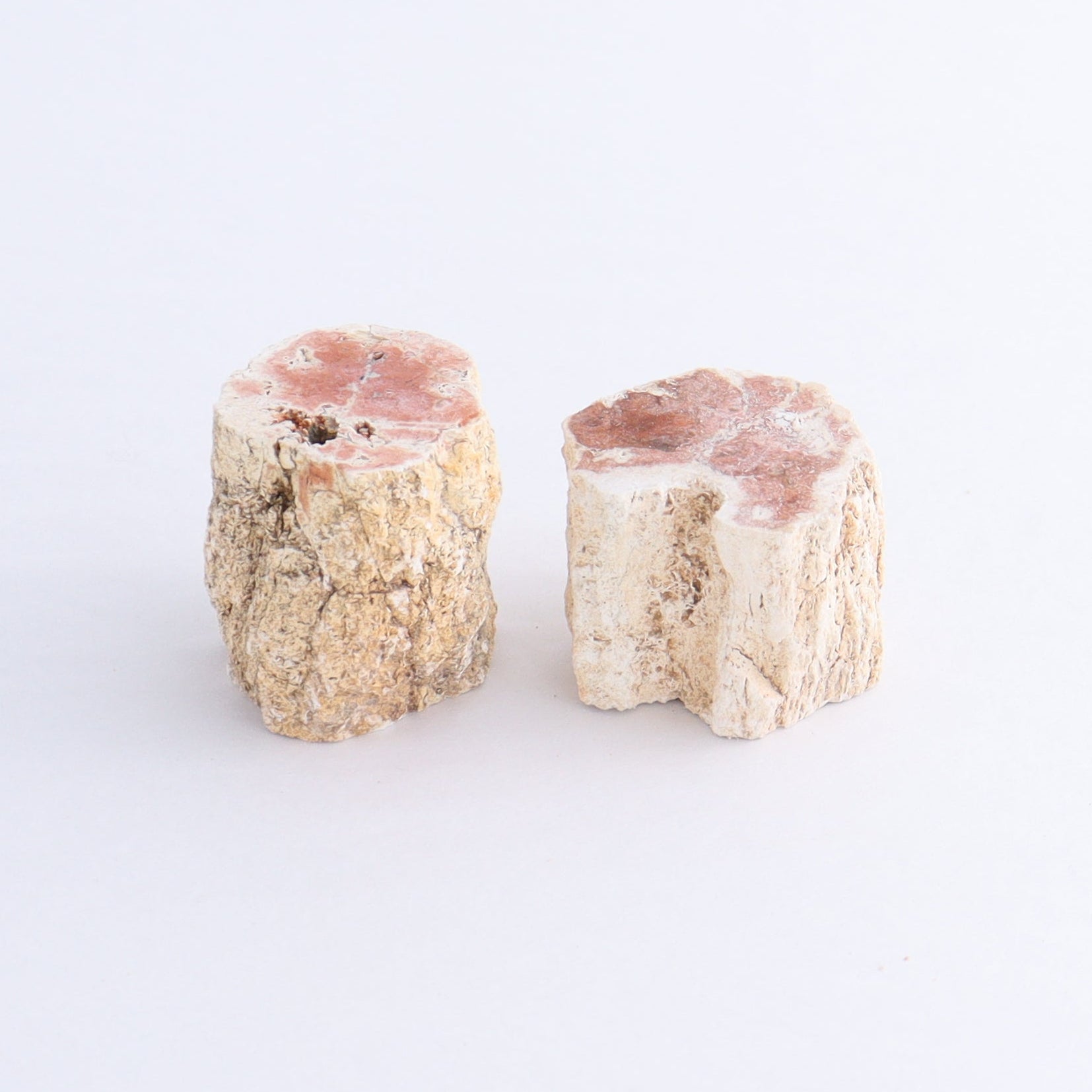 Petrified Wood Cut Bases Set of 10 - Expert Wholesale and Supplier of Wholesale Crystals & Bulk Gemstones, ["Cut Base","Petrified Wood"]