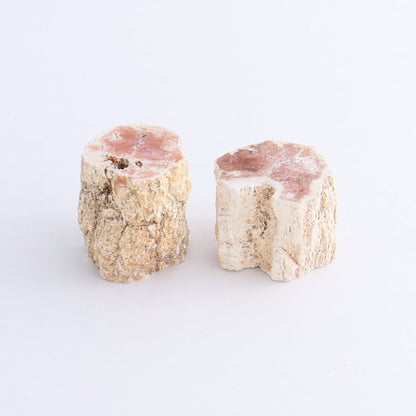 Petrified Wood Cut Bases Set of 10 - Expert Wholesale and Supplier of Wholesale Crystals & Bulk Gemstones, ["Cut Base","Petrified Wood"]