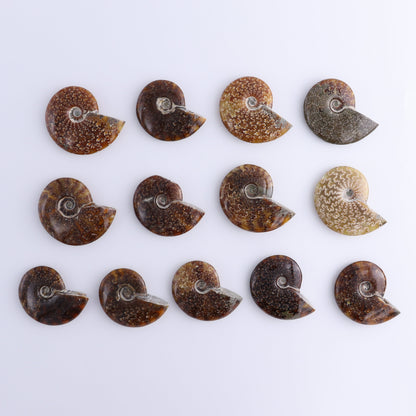 Ammonite Shells Set of 13 - Expert Wholesale and Supplier of Wholesale Crystals & Bulk Gemstones, ["Ammonite","shells"]