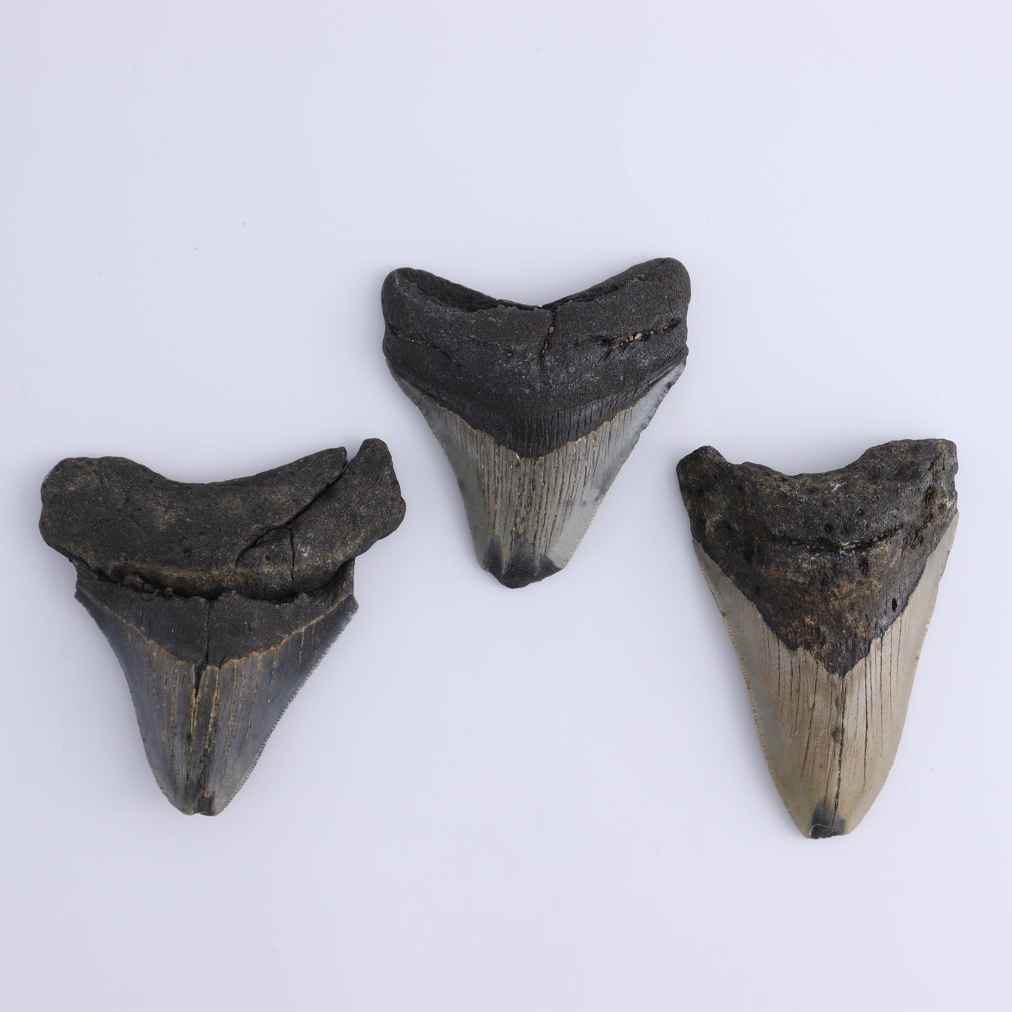 Megalodon Teeth Set of 6 - Expert Wholesale and Supplier of Wholesale Crystals & Bulk Gemstones, ["Megalodon Teeth","United States"]