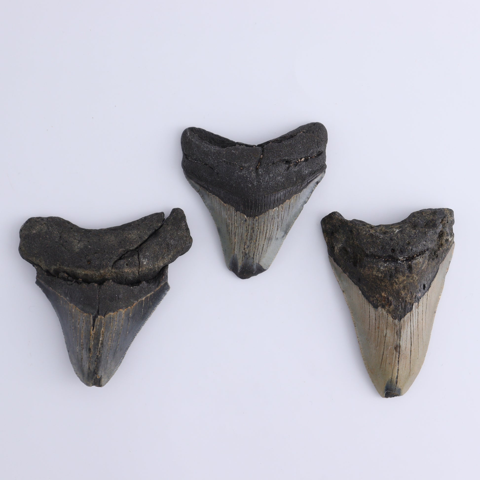 Megalodon Teeth Set of 6 - Expert Wholesale and Supplier of Wholesale Crystals & Bulk Gemstones, ["Megalodon Teeth","United States"]
