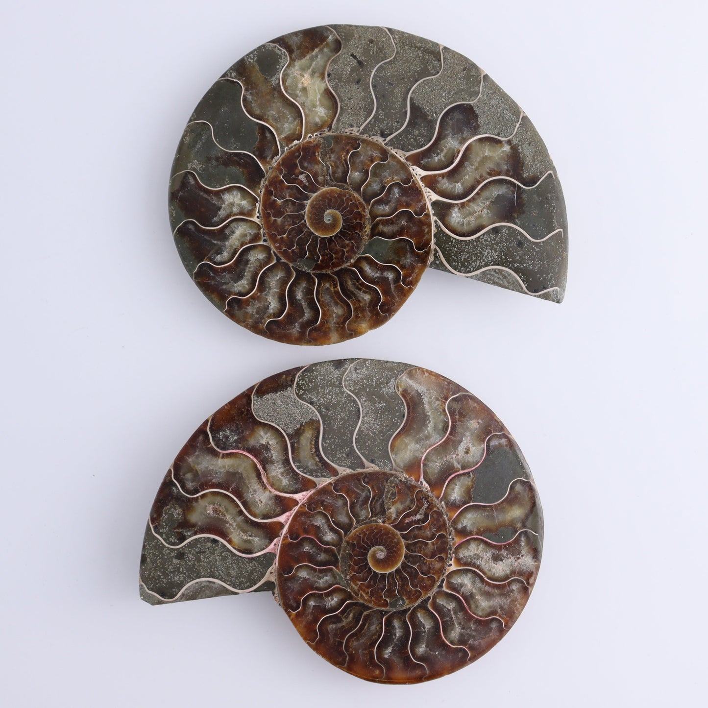 Ammonite Shells Set of 6 - Expert Wholesale and Supplier of Wholesale Crystals & Bulk Gemstones, ["Ammonite","shells"]