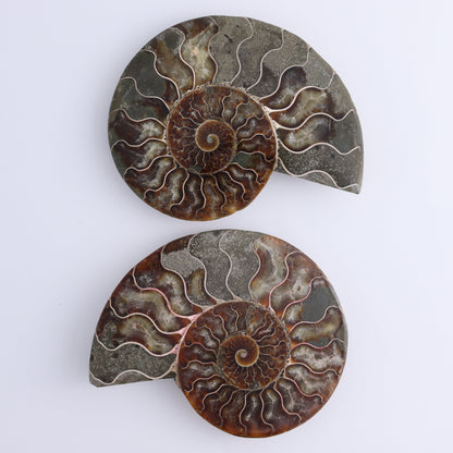 Ammonite Shells Set of 6 - Expert Wholesale and Supplier of Wholesale Crystals & Bulk Gemstones, ["Ammonite","shells"]
