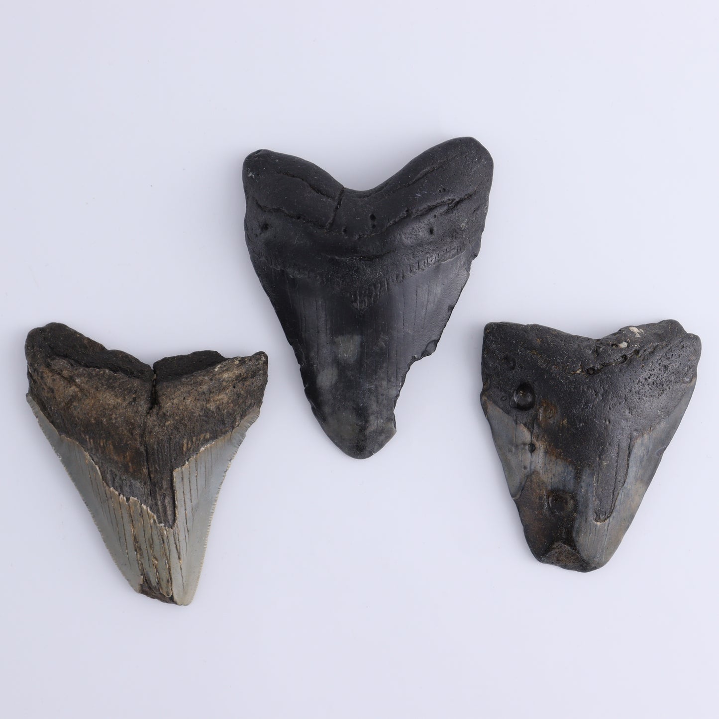 Megalodon Teeth Set of 6 - Expert Wholesale and Supplier of Wholesale Crystals & Bulk Gemstones, ["Megalodon Teeth","United States"]