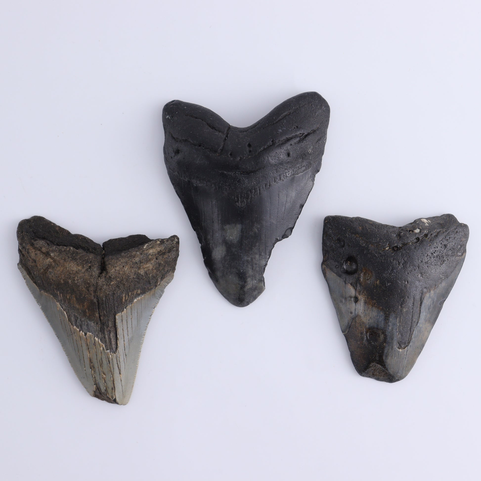 Megalodon Teeth Set of 6 - Expert Wholesale and Supplier of Wholesale Crystals & Bulk Gemstones, ["Megalodon Teeth","United States"]