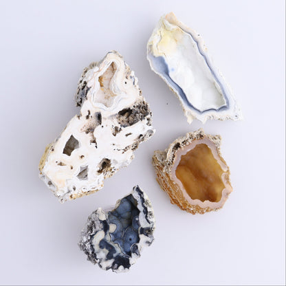Agatized Coral Flat - Expert Wholesale and Supplier of Wholesale Crystals & Bulk Gemstones, ["Agate","Agatized Coral","Coral","United States"]