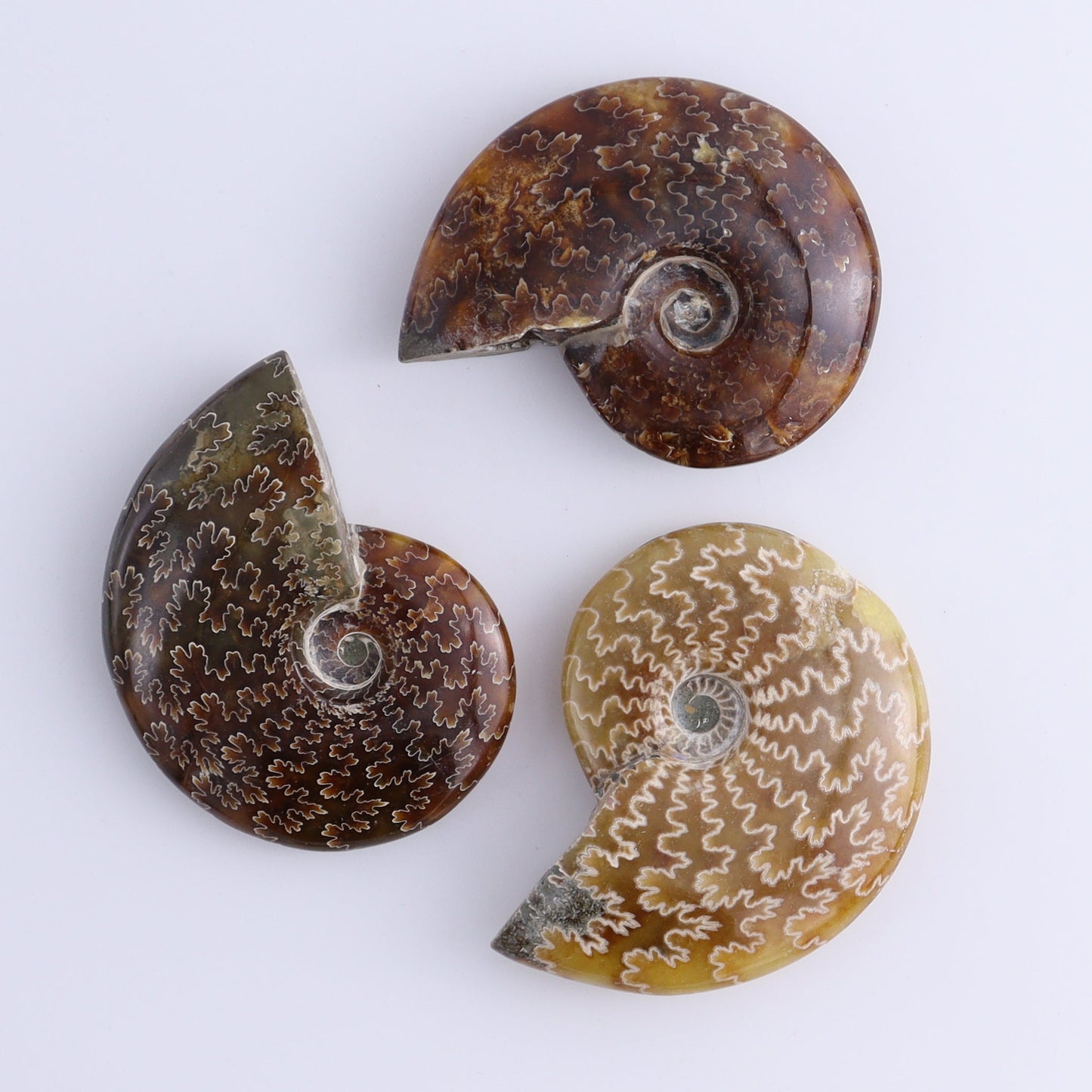 Ammonite Shells Set of 13 - Expert Wholesale and Supplier of Wholesale Crystals & Bulk Gemstones, ["Ammonite","shells"]