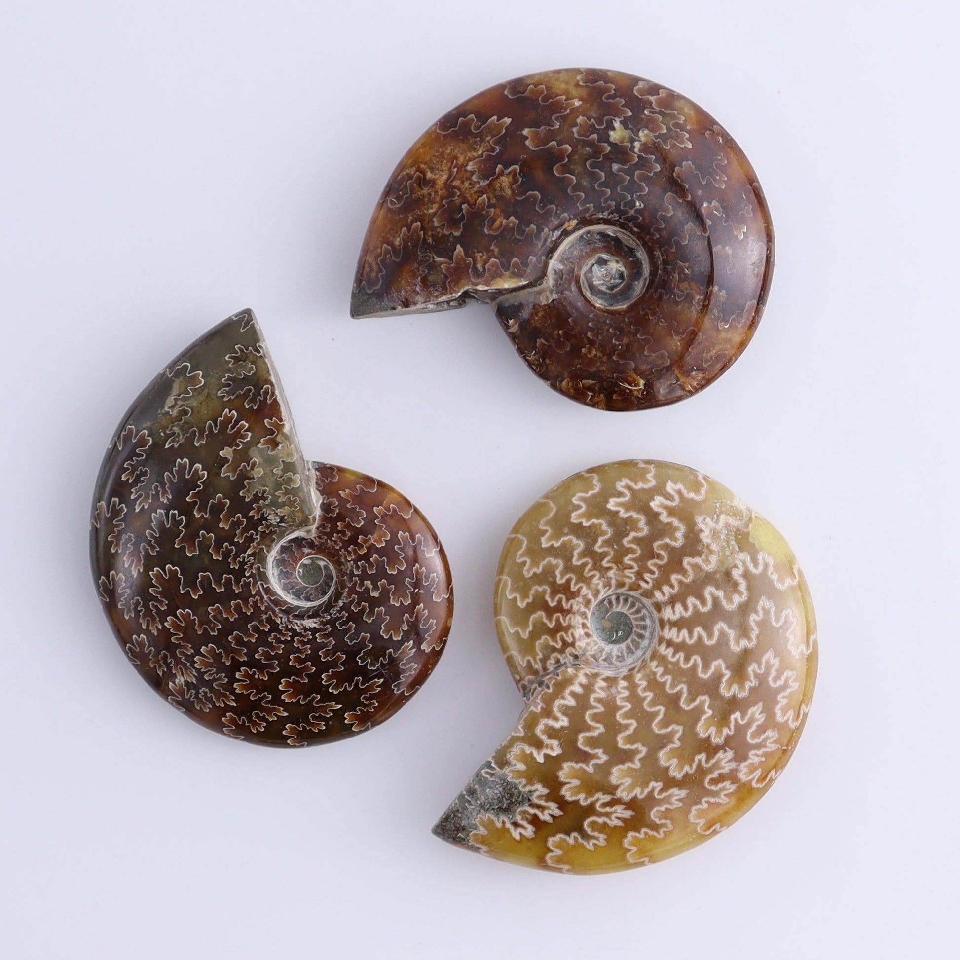 Ammonite Shells Set of 13 - Expert Wholesale and Supplier of Wholesale Crystals & Bulk Gemstones, ["Ammonite","shells"]