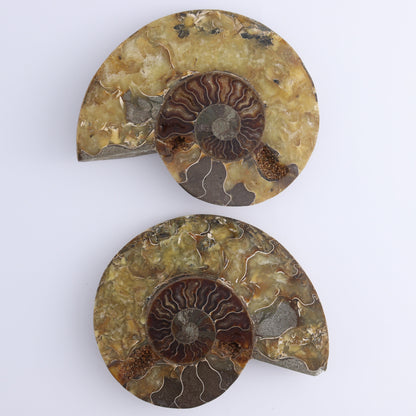 Ammonite Shells Set of 6 - Expert Wholesale and Supplier of Wholesale Crystals & Bulk Gemstones, ["Ammonite","shells"]
