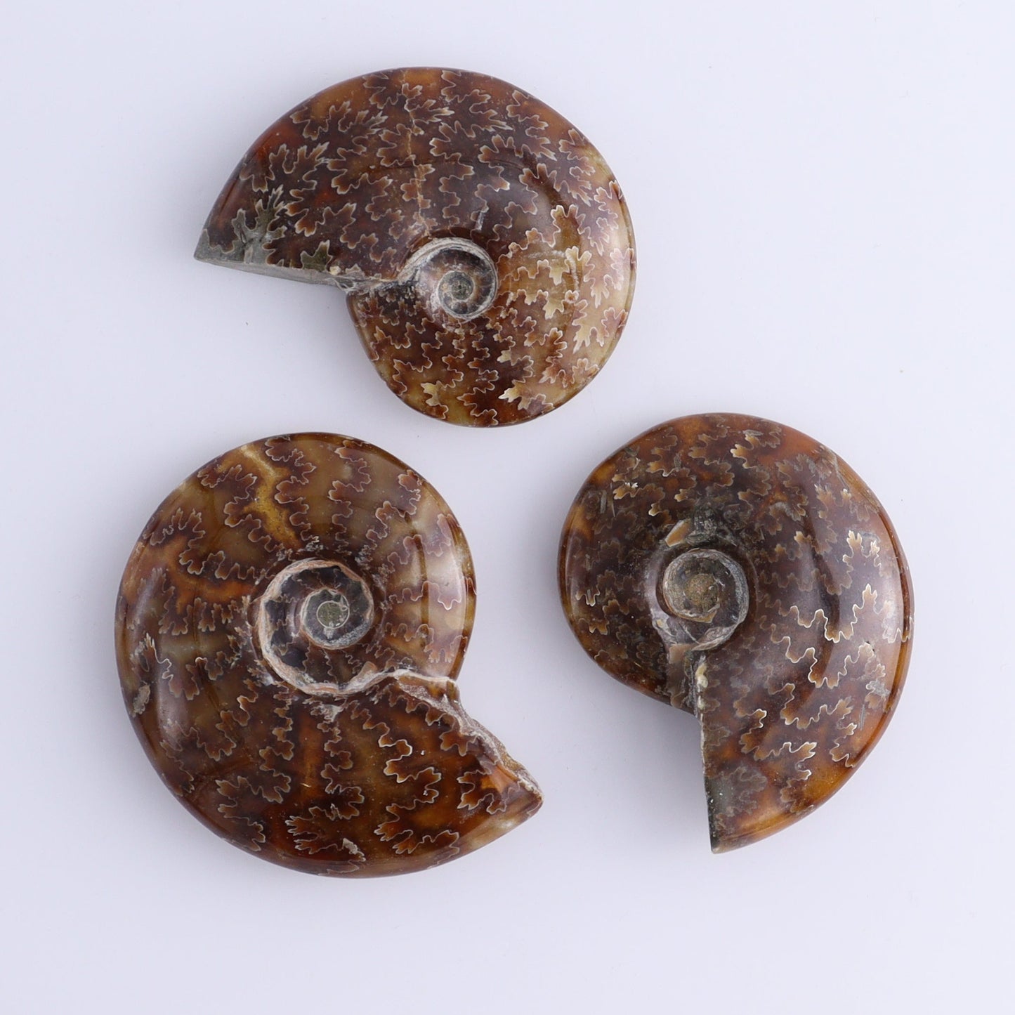 Ammonite Shells Set of 13 - Expert Wholesale and Supplier of Wholesale Crystals & Bulk Gemstones, ["Ammonite","shells"]