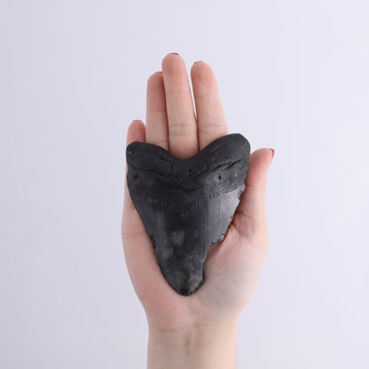 Megalodon Teeth Set of 6 - Expert Wholesale and Supplier of Wholesale Crystals & Bulk Gemstones, ["Megalodon Teeth","United States"]