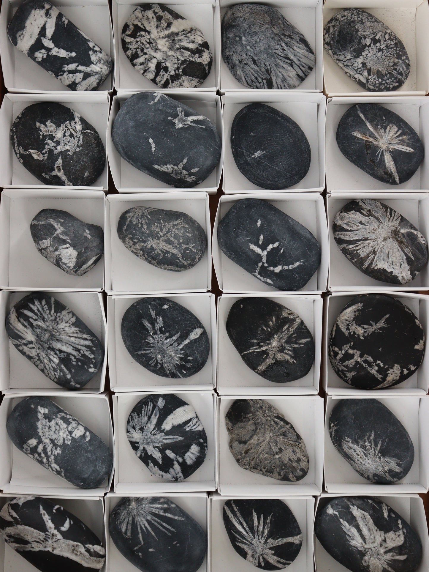 Chrysanthemum Palm Stones - Expert Wholesale and Supplier of Wholesale Crystals & Bulk Gemstones, []