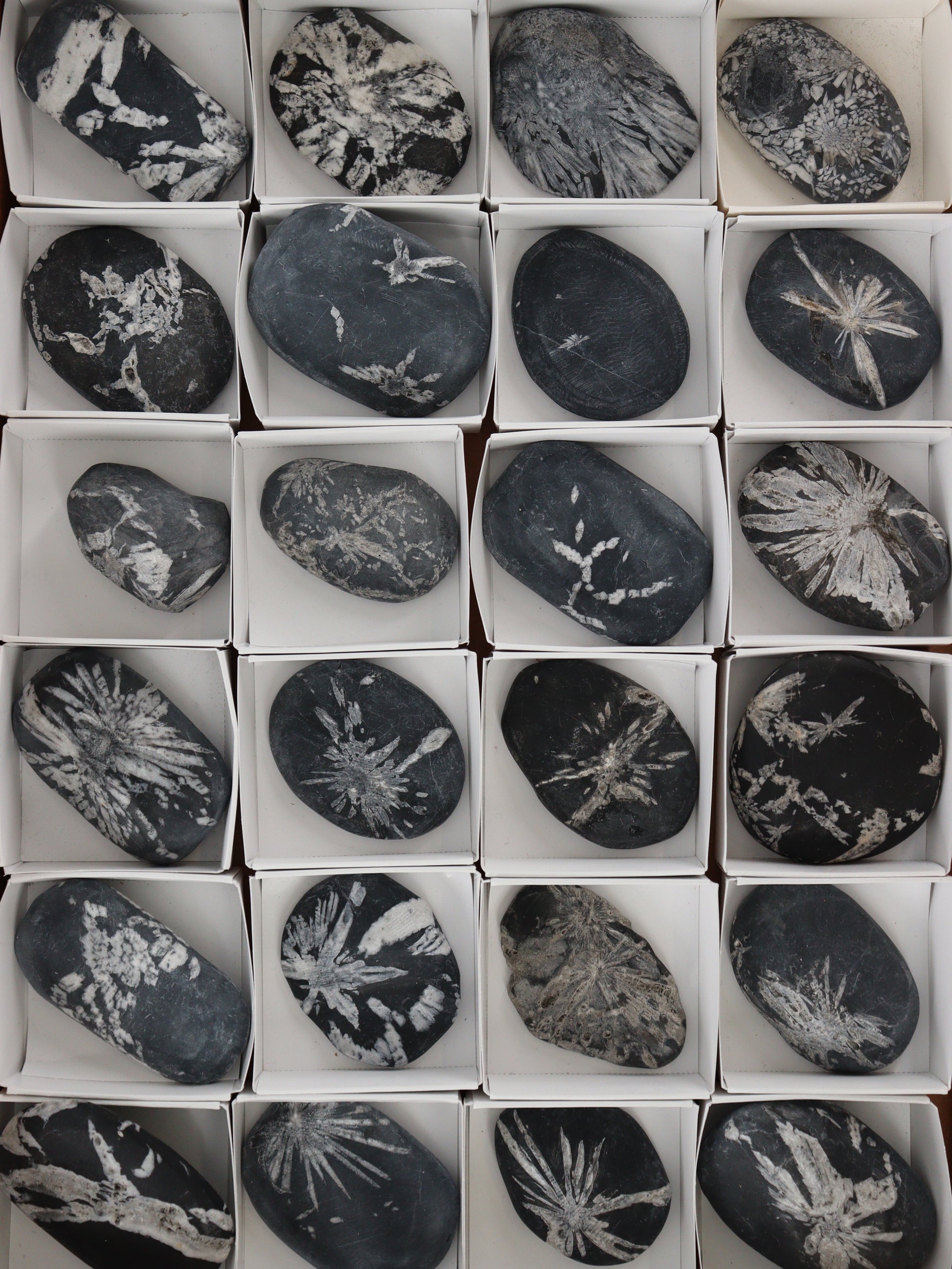 Chrysanthemum Palm Stones - Expert Wholesale and Supplier of Wholesale Crystals & Bulk Gemstones, []