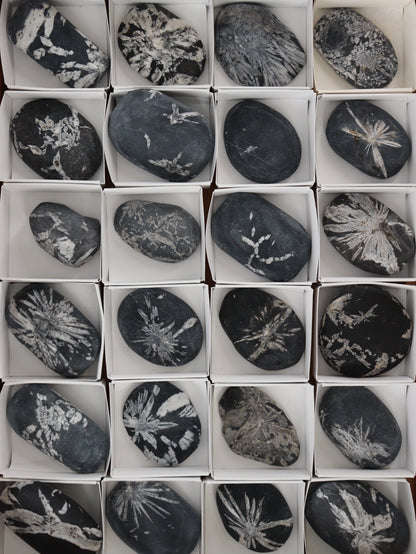 Chrysanthemum Palm Stones - Expert Wholesale and Supplier of Wholesale Crystals & Bulk Gemstones, []