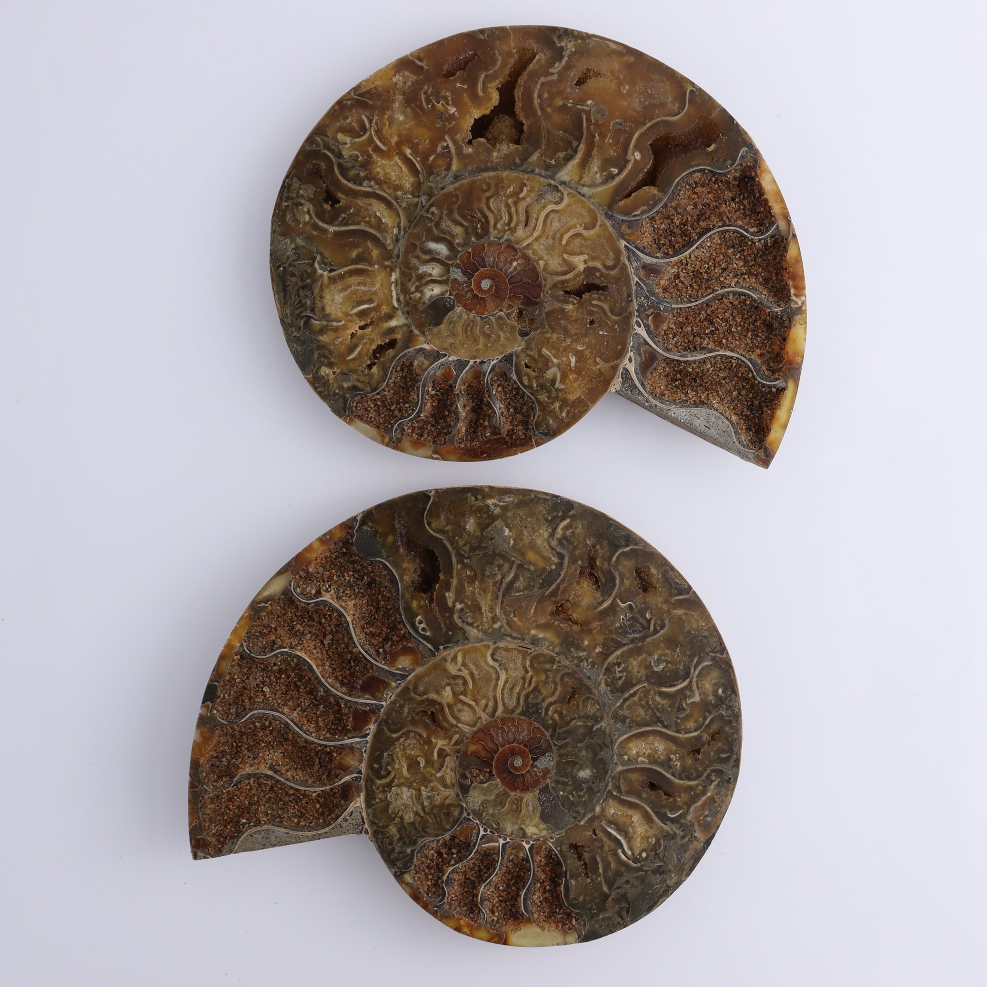 Ammonite Shells Set of 6 - Expert Wholesale and Supplier of Wholesale Crystals & Bulk Gemstones, ["Ammonite","shells"]