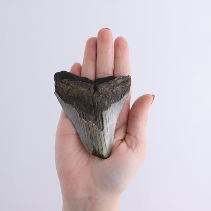Megalodon Teeth Set of 6 - Expert Wholesale and Supplier of Wholesale Crystals & Bulk Gemstones, ["Megalodon Teeth","United States"]