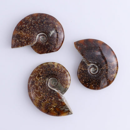 Ammonite Shells Set of 13 - Expert Wholesale and Supplier of Wholesale Crystals & Bulk Gemstones, ["Ammonite","shells"]