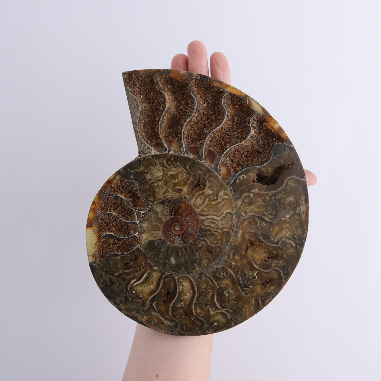 Ammonite Shells Set of 6 - Expert Wholesale and Supplier of Wholesale Crystals & Bulk Gemstones, ["Ammonite","shells"]